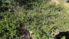 Ceanothus foliosus foliosus