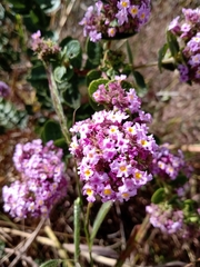 Lippia rotundifolia