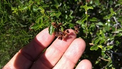 Ceanothus foliosus foliosus