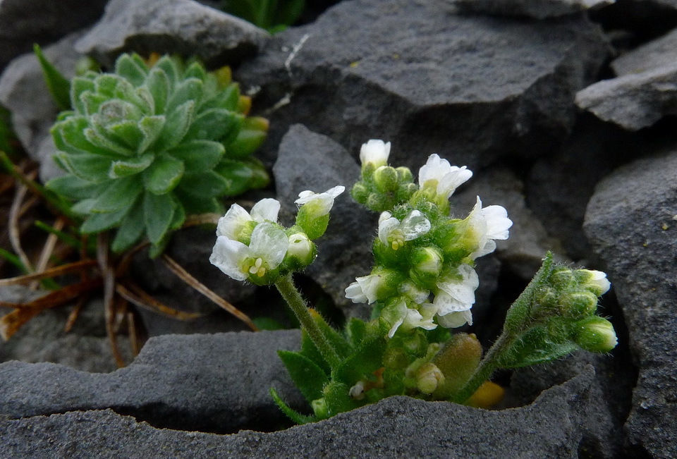 Draba incana