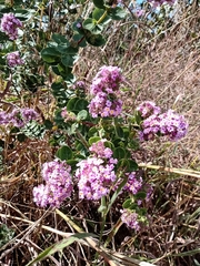 Lippia rotundifolia