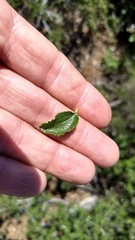Ceanothus foliosus foliosus
