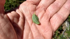 Ceanothus foliosus foliosus