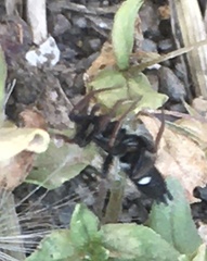 Aphantaulax trifasciata
