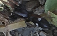 Aphantaulax trifasciata