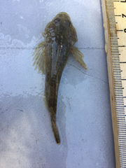 Cottus bairdii