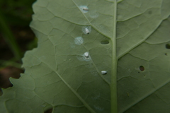 Aleyrodes proletella