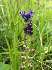 Muscari comosum image