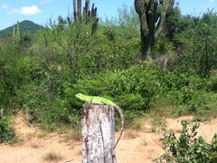 Ctenosaura macrolopha