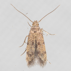 Autostichidae