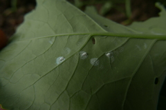 Aleyrodes proletella