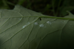 Aleyrodes proletella