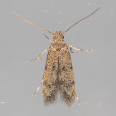 Autostichidae