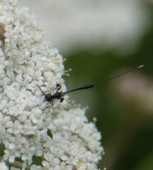 Gasteruption jaculator