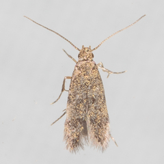 Autostichidae
