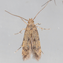 Autostichidae