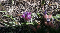 Oxytropis multiceps