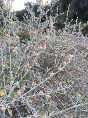 Malacothamnus arcuatus