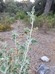 Malacothamnus arcuatus