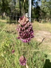 Allium sphaerocephalon