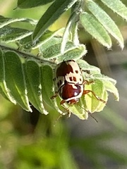 Cryptocephalus mutabilis