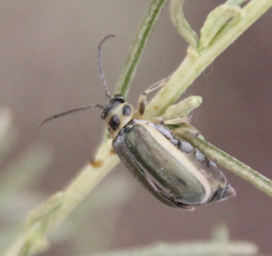 California sagebrush leaf beetle