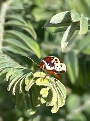 Cryptocephalus mutabilis