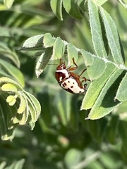 Cryptocephalus mutabilis