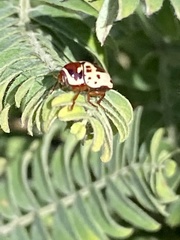 Cryptocephalus mutabilis