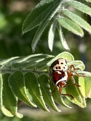 Cryptocephalus mutabilis