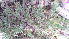 Oxytropis multiceps