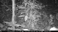 Cricetomys emini