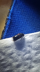 Divales bipustulatus