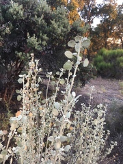 Malacothamnus jonesii