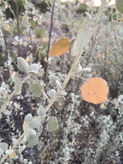 Malacothamnus jonesii