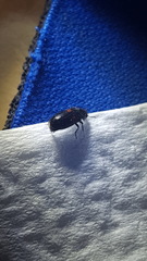 Divales bipustulatus