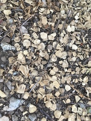 Malacothamnus jonesii