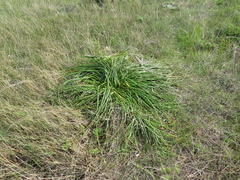 Trachyandra divaricata