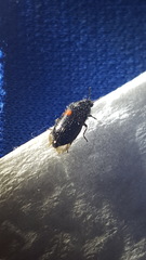 Divales bipustulatus