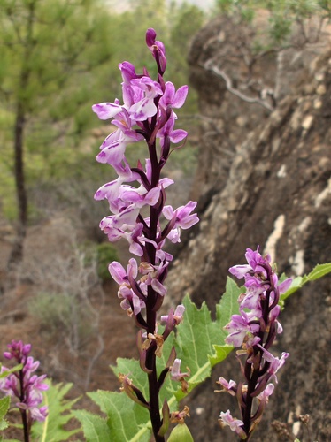 Image of Orchis canariensis by (c) Felicia Seichter, some rights reserved (CC BY)