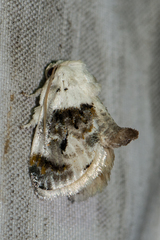 Niphopyralis