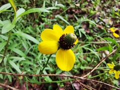 Ratibida coahuilensis