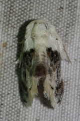 Niphopyralis