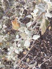 Malacothamnus jonesii