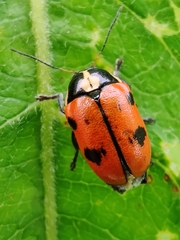 Cryptocephalus octopunctatus