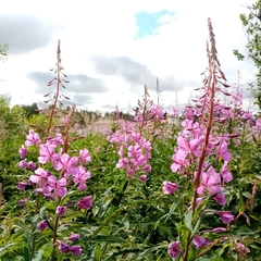 Chamaenerion angustifolium