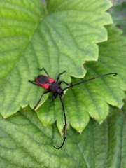 Purpuricenus kaehleri