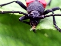 Purpuricenus kaehleri