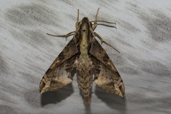 Eupanacra elegantulus