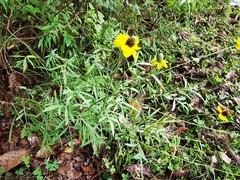 Ratibida coahuilensis